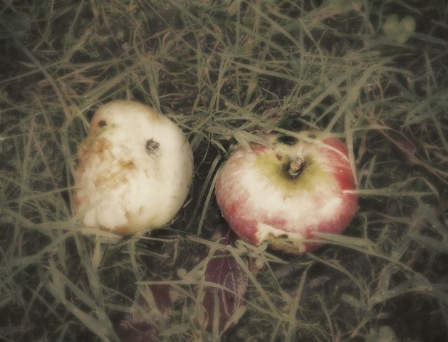 apples fall not too far
from the tree