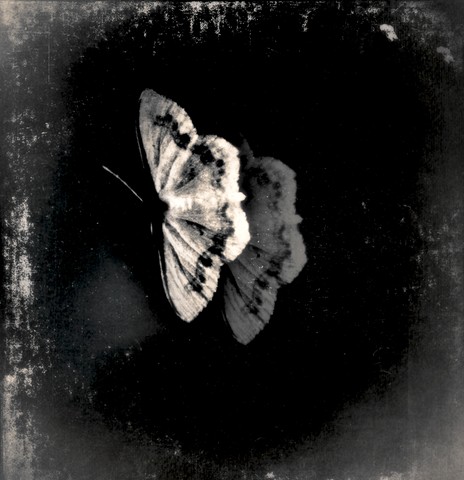 apparition of a moth