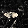 mothflower