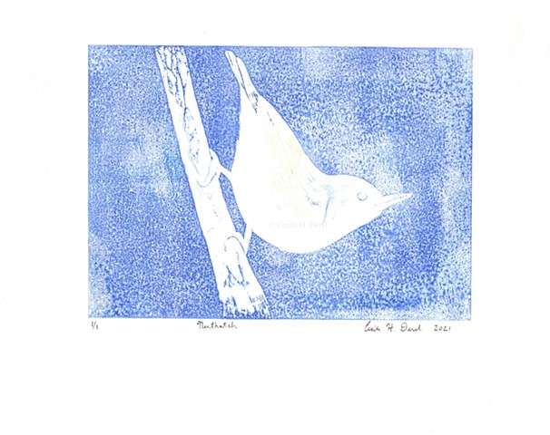 Original, hand pulled art print of a nuthatch