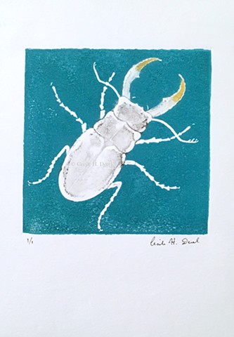 Stag Beetle vitreograph