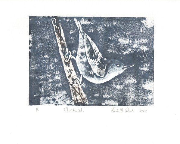 Original, hand pulled art print of a nuthatch