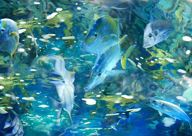 Digital photographs taken in aquaria, composed in photoshop