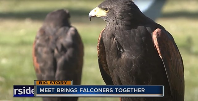 Falconry a 4,000-year-old sport thrives in Idaho