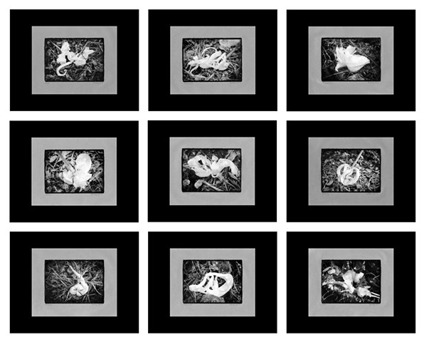 Series of 9 11x14 framed prints