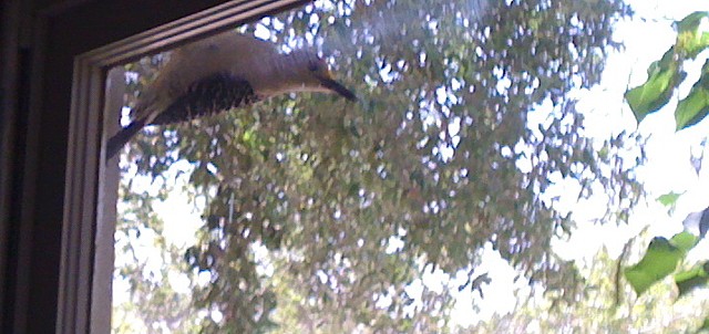 Woodpecker Taps on My Window
