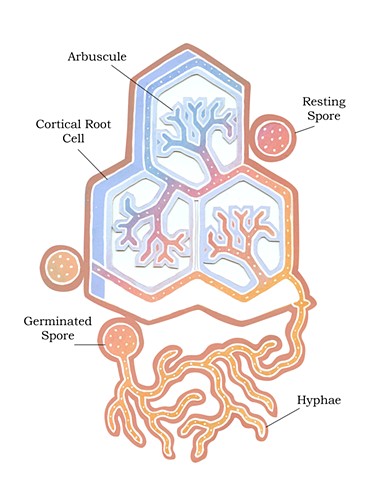 Arbuscular Mycorrhizal Fungi Diagram