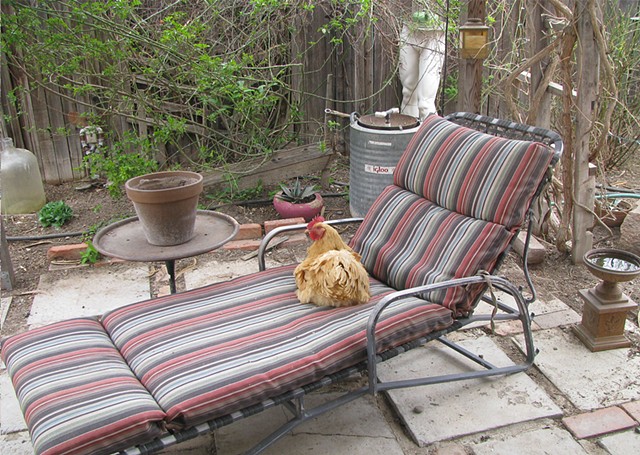 Chickens, greeting cards, buff orpington, chaise lounger, lounging chicken