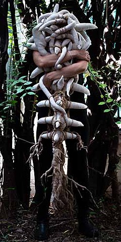 Photo with Interwoven Tension of Symbiosis