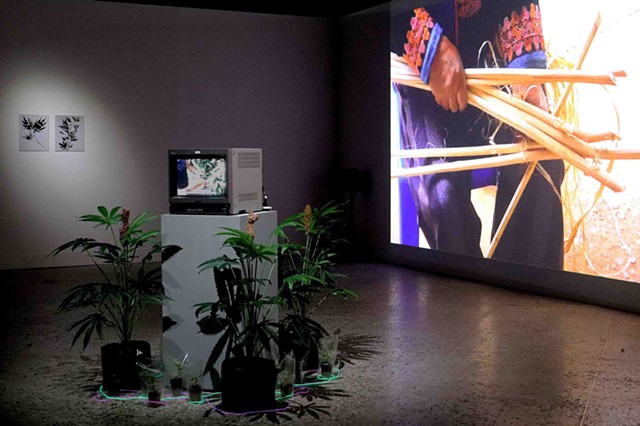 HEMP and CANNABIS Project