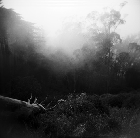 Mount Davidson, San Francisco, Eucalyptus and Fog