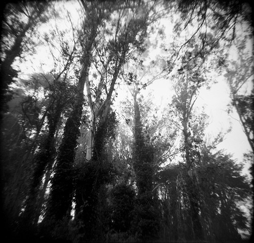 Mount Davidson, San Francisco, Eucalyptus Forest