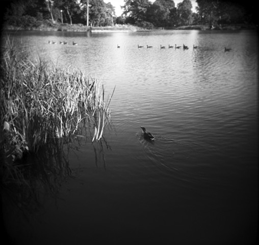 Humboldt Park, Duck