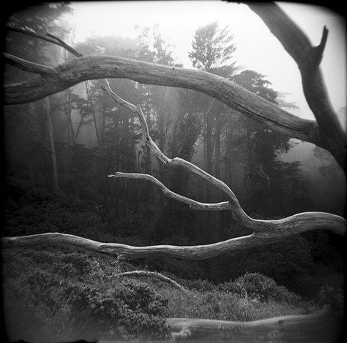 Mount Davidson, San Francisco, Branches and Forest