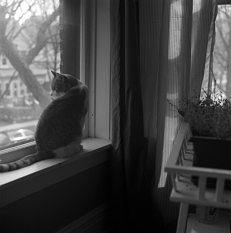 Sasha on Windowsill