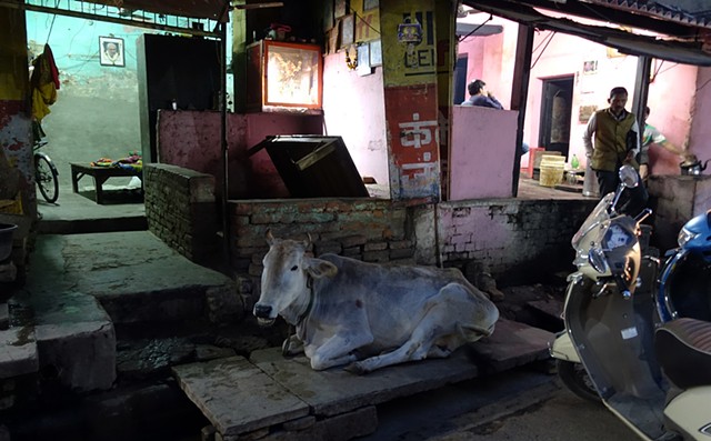 Complementary - Night Cow, Varanasi, 2020