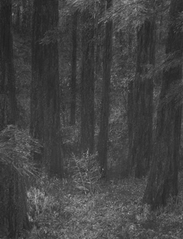katherine meyer drawing charcoal redwoods california Big Basin