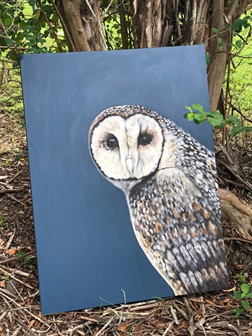 Australian masked owl
