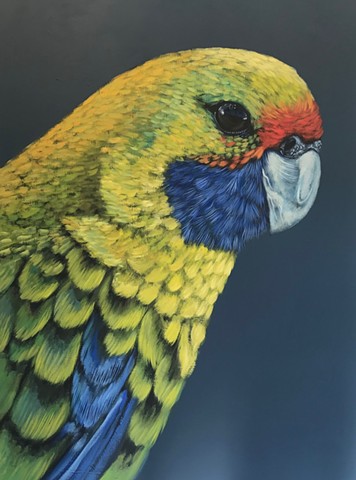 Green rosella