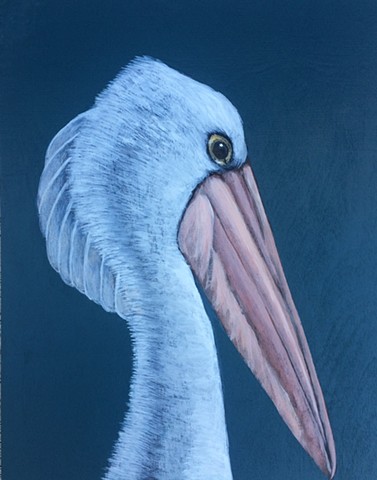 Australian pelican