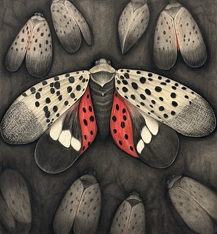 Spotted Lantern Fly