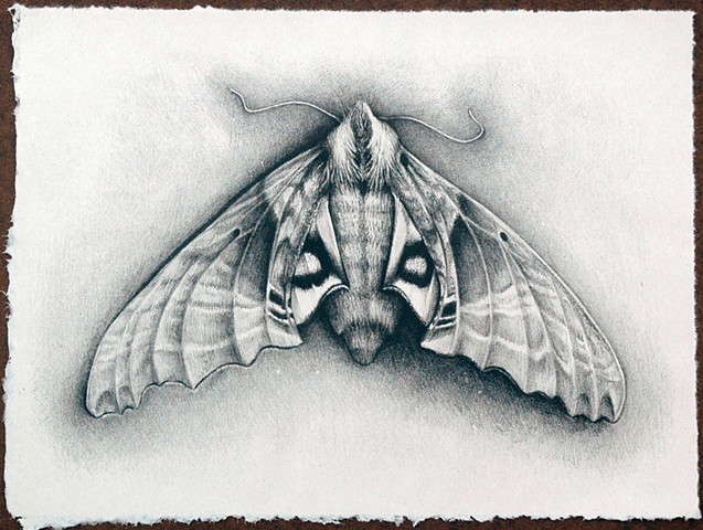 Blinded Sphynx Moth