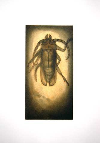 Amber Beetle