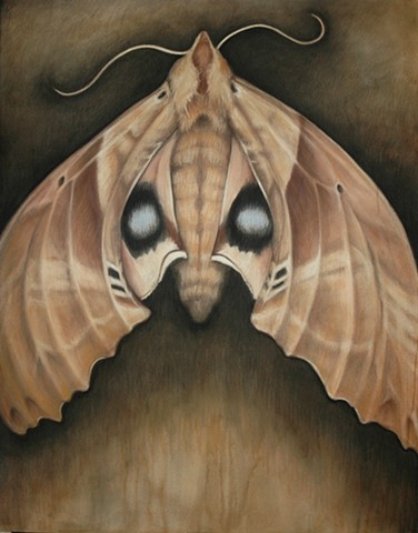 Blinded Sphynx Moth
