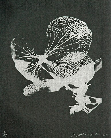 Hydrangea Skeleton Lithograph