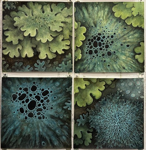 Lichen Studies 1-4