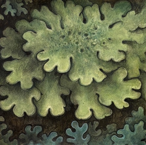 Lichen Study 1