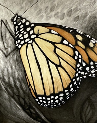 Monarch - Drawing - Charcoal and Watercolor on Paper