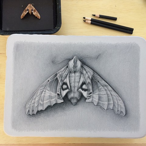 Blinded Sphynx Moth Stone in progress