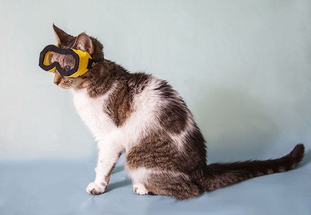 white and tabby cat in profile on light blue backdrop wearing safety goggles