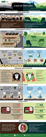 A Tale of Two Cows Infographic