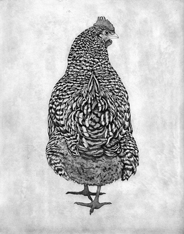 Chicken etching and aquatint print by artist Chantelle Norton.