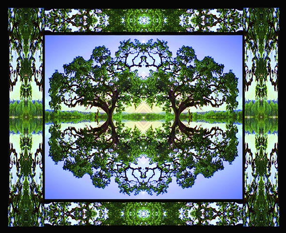 oak tree symmetry, beauty grace and wisdom, root and branch spirals, sacred geometry