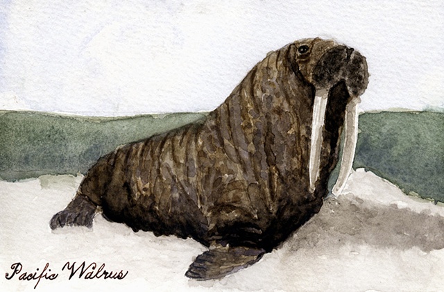 Pacific Walrus