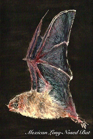 Mexican Long-Nosed Bat