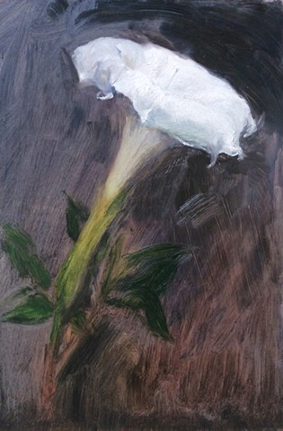 Study of Moon Flower