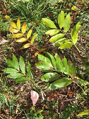 Research for Frassinoro- Golden Ash leaves (frassino d’oro)