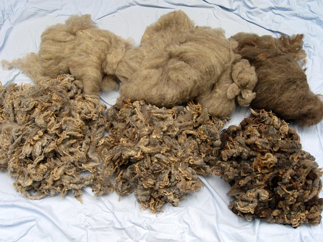 photo of carded and un-carded sheeps wool