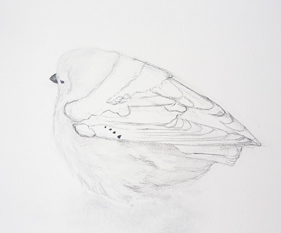 arctic snow bunting song bird drawing by Chelsea Clarke