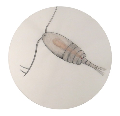 scientific natural history illustration of a copepod zooplankton arctic ocean microorganism by chelsea clarke