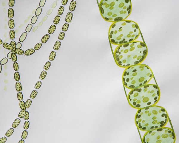 Melosira chaining diatom ice algae watercolor by Chelsea Clarke