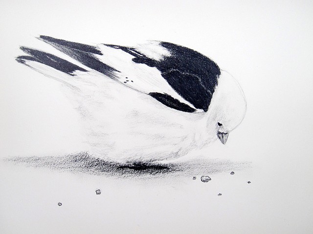 snow bunting bird nature drawing, arctic wildlife, by chelsea clarke