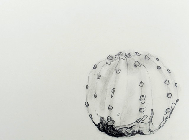 graphite drawing of a potted cactus by chelsea clarke