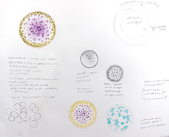 Field notes page natural history illustration of coscinodiscus diatom, plankton, algae by Chelsea Clarke. 