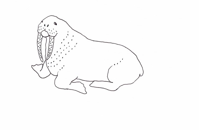 pen and ink drawing of a walrus by Chelsea Clarke
