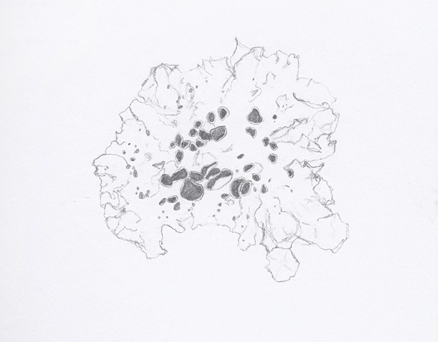 graphite drawing of lichen by Chelsea Clarke